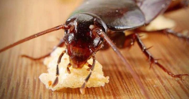 К чему снятся тараканы во сне женщинам и мужчинам, сонник про тараканов Сонник тараканы видеть как разбегаются