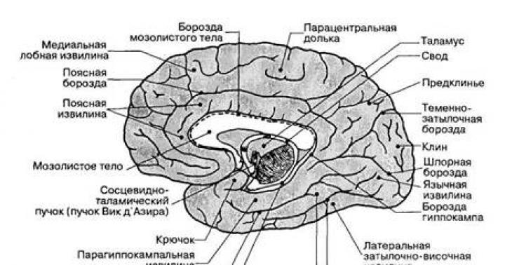 Localización de la función en la corteza cerebral.
