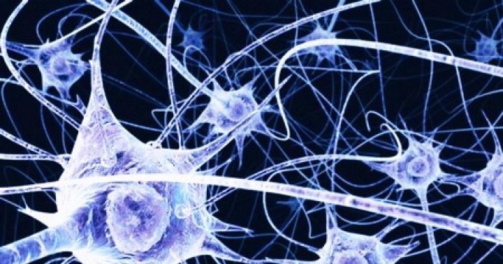 Beynin sinir hücreleri: restore edildiler mi?